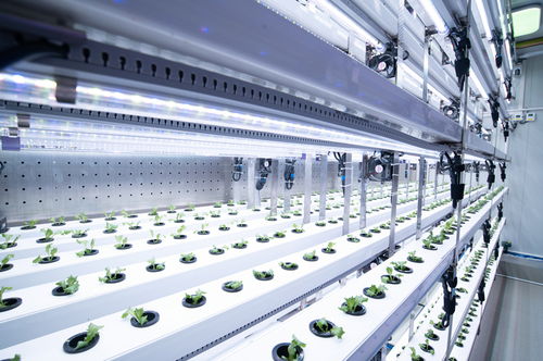 跨越星海 90后博士团队如何接过马斯克兄弟的挑战，用科技信息咨询点燃创新引擎